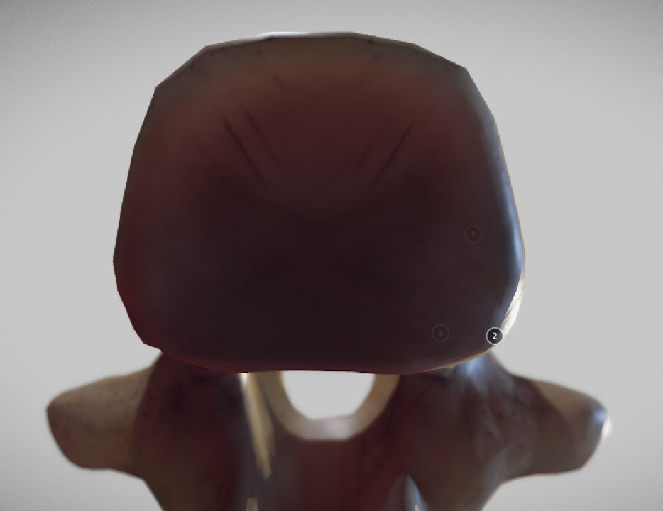 Human Thoracic Vertebra Low-poly 3D model_10