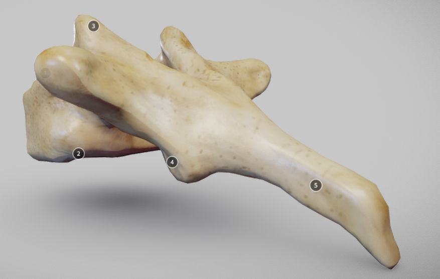 Human Thoracic Vertebra Low-poly 3D model_1