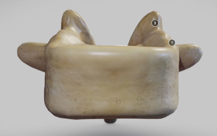 Human Thoracic Vertebra Low-poly 3D model_4