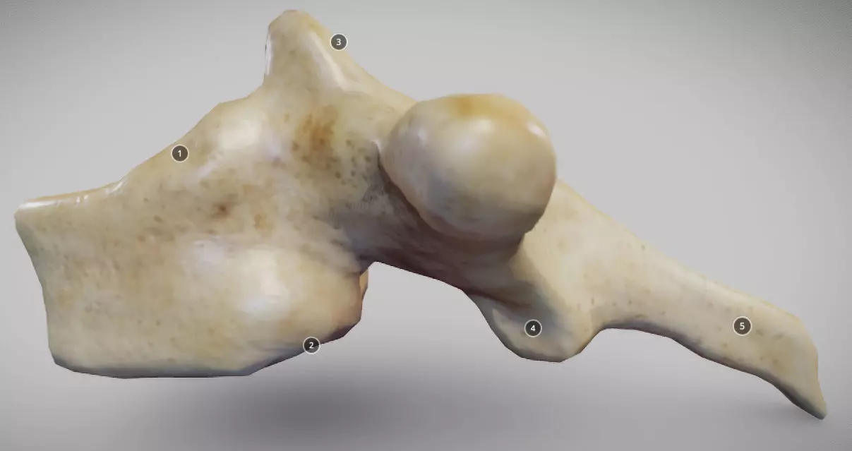 Human Thoracic Vertebra Low-poly 3D model_0