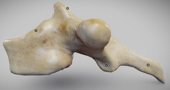 Human Thoracic Vertebra Low-poly 3D model