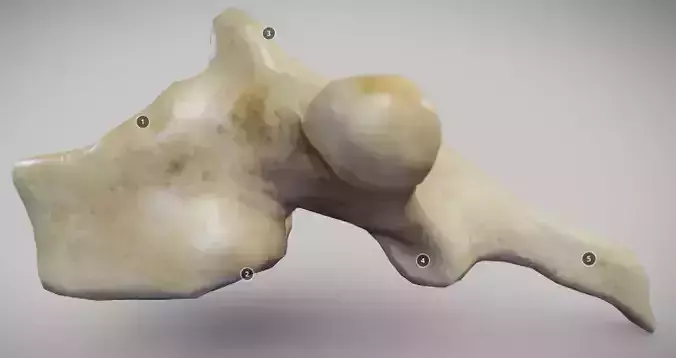 Human Thoracic Vertebra Low-poly 3D model