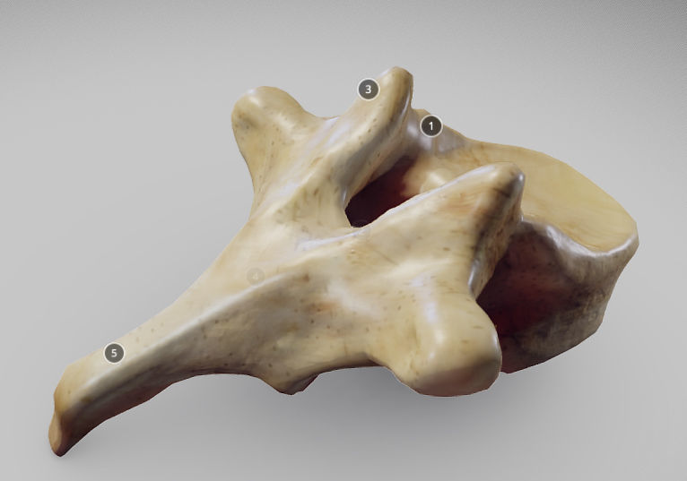 Human Thoracic Vertebra Low-poly 3D model_6