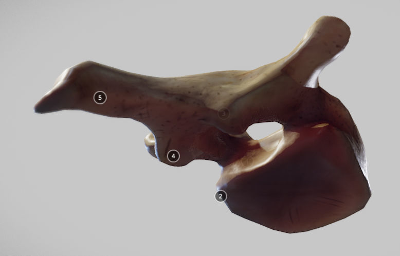 Human Thoracic Vertebra Low-poly 3D model_11