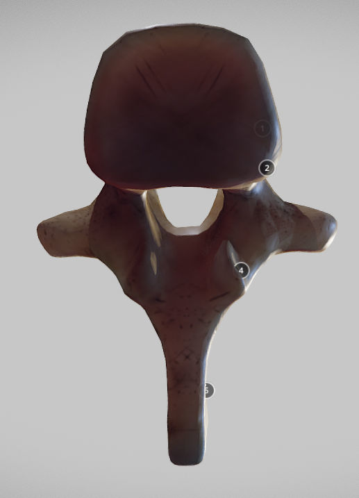 Human Thoracic Vertebra Low-poly 3D model_9