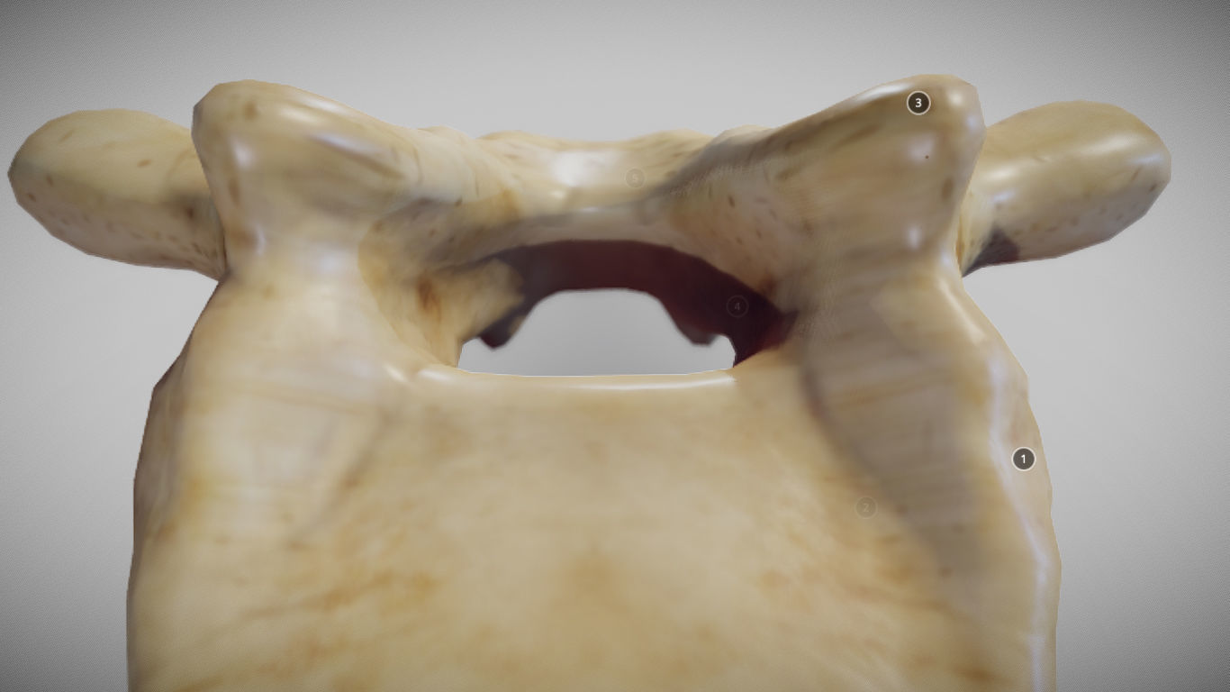 Human Thoracic Vertebra Low-poly 3D model_12