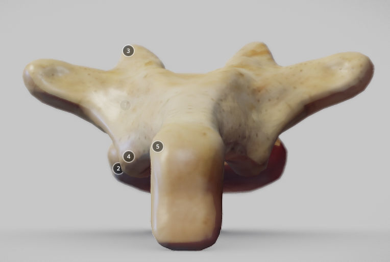 Human Thoracic Vertebra Low-poly 3D model_3