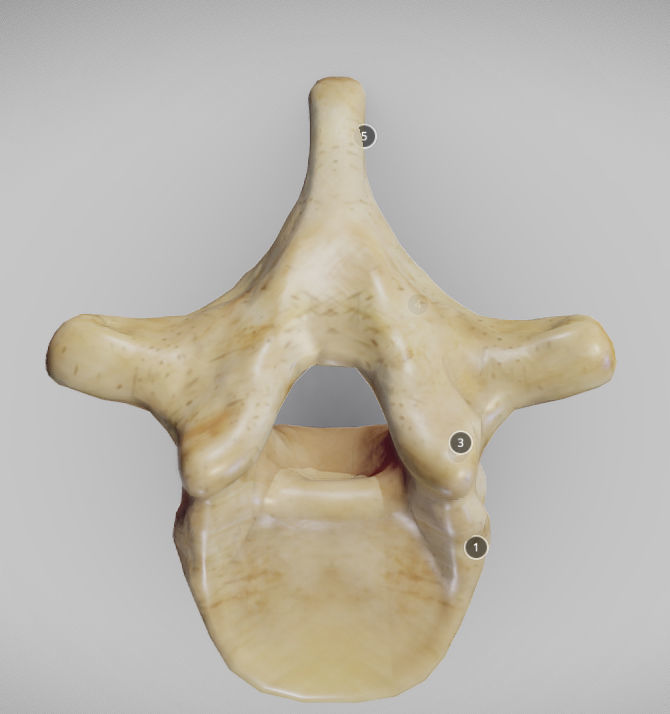 Human Thoracic Vertebra Low-poly 3D model_8
