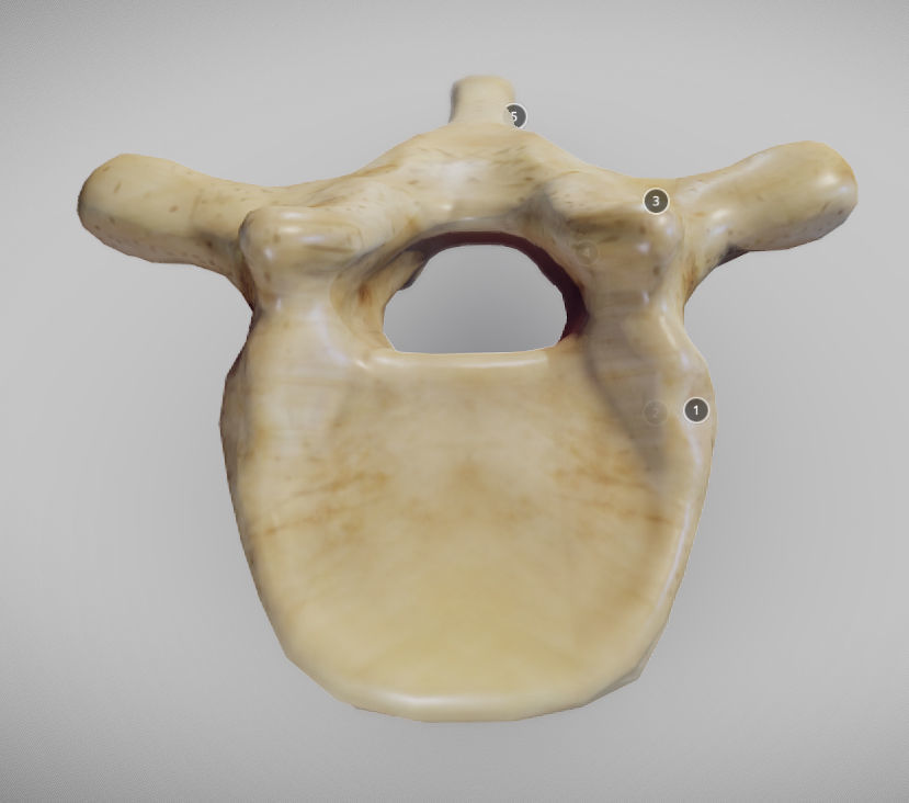 Human Thoracic Vertebra Low-poly 3D model_7
