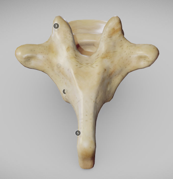 Human Thoracic Vertebra Low-poly 3D model_5