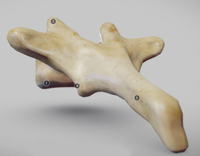 Human Thoracic Vertebra Low-poly 3D model_2