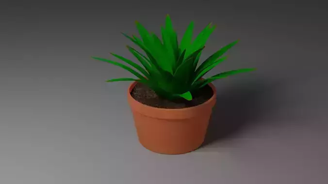 House Plant