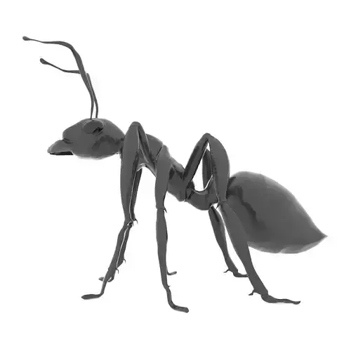 Little Ant