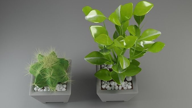 plants cactus flora nature succulent 3D model
