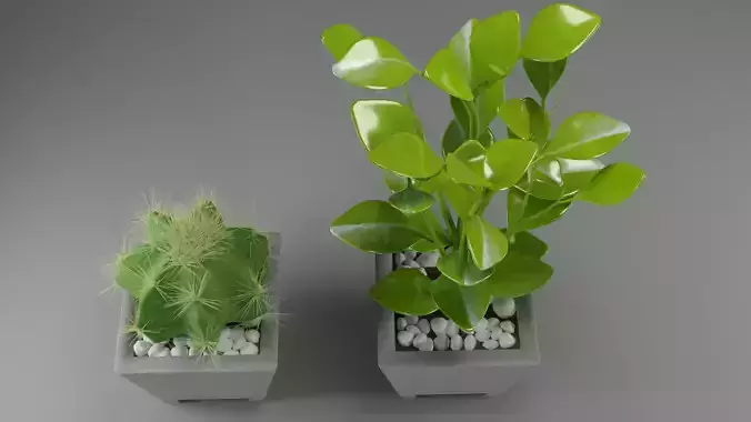 plants cactus flora nature succulent