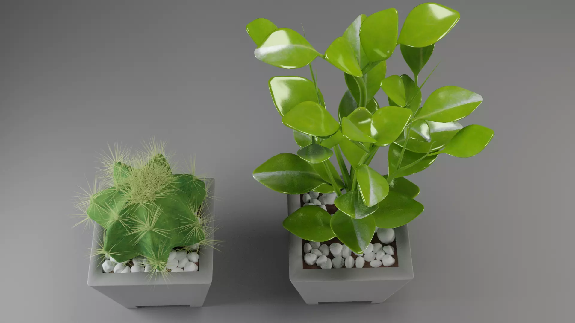 plants cactus flora nature succulent 3D model_0