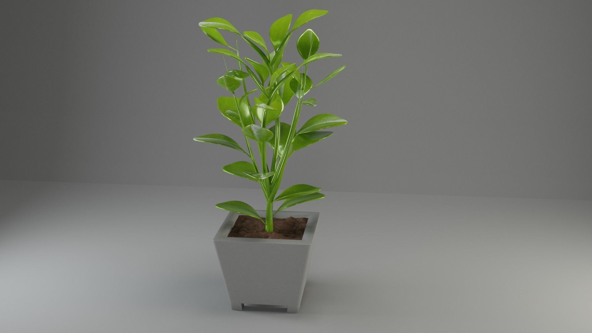 plants cactus flora nature succulent 3D model_2