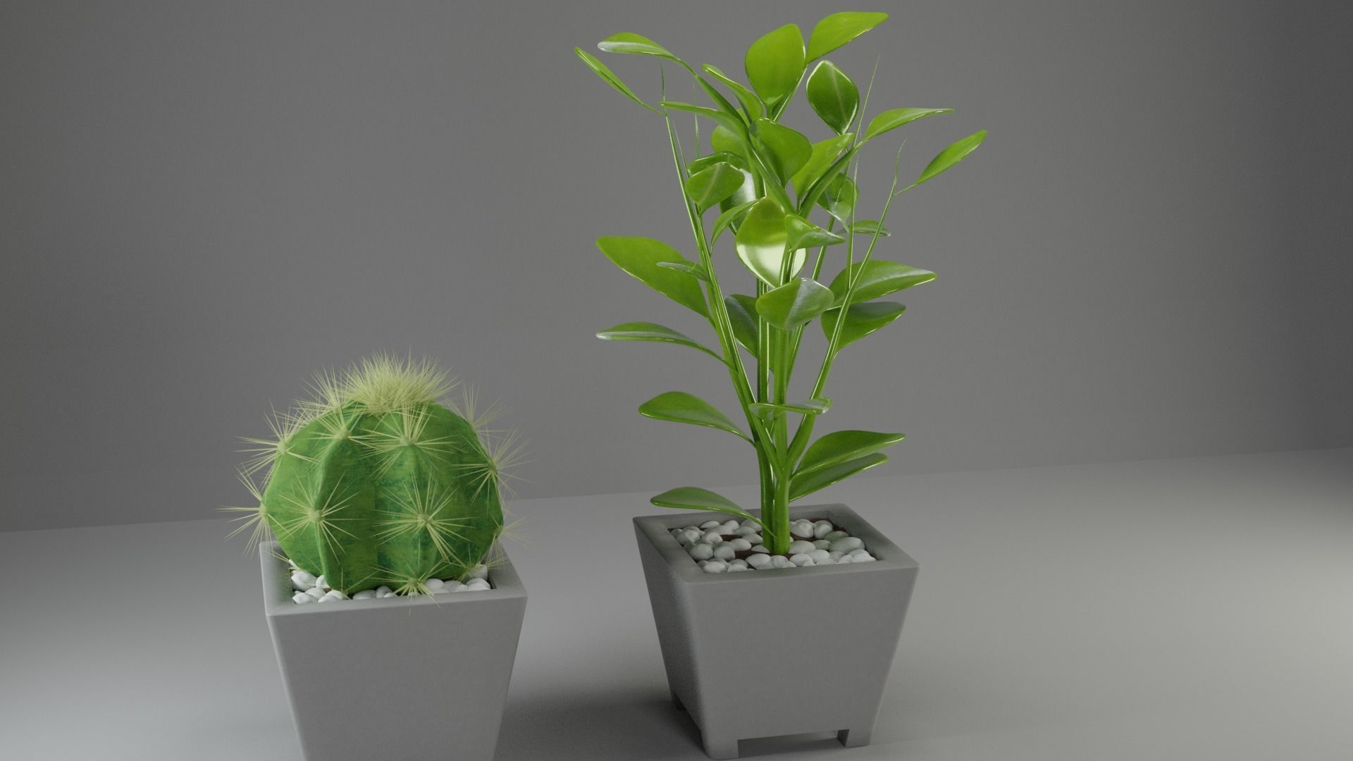 plants cactus flora nature succulent 3D model_1