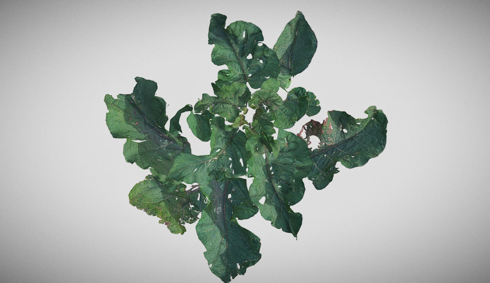 Burdock big leaves Low-poly 3D model_14