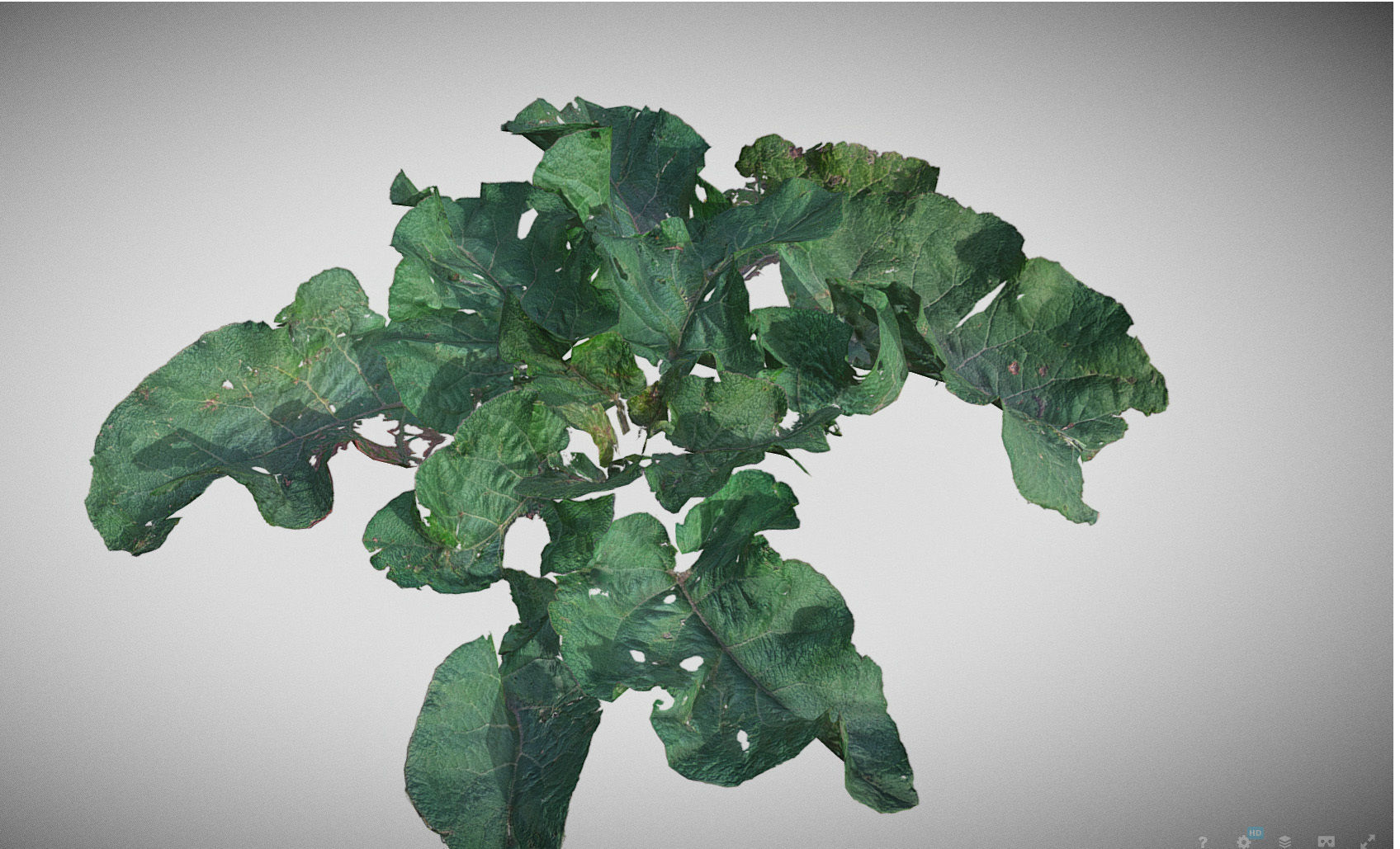 Burdock big leaves Low-poly 3D model_38