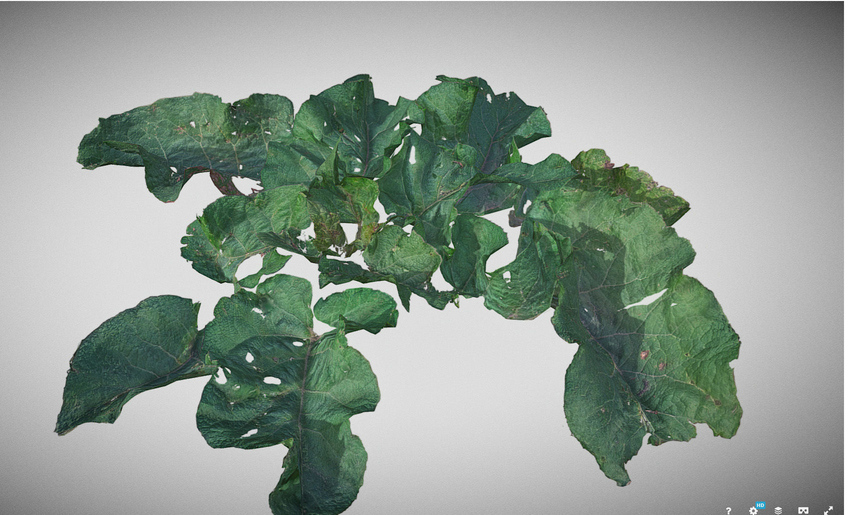 Burdock big leaves Low-poly 3D model_23