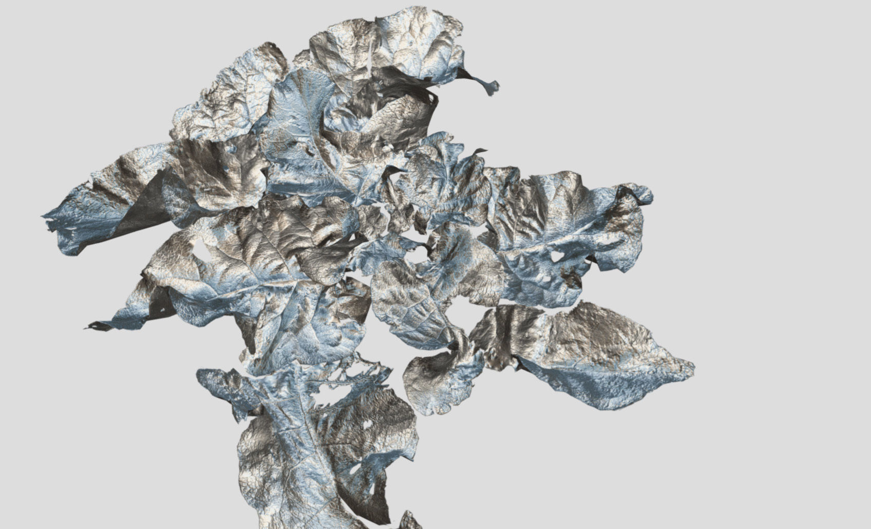 Burdock big leaves Low-poly 3D model_30