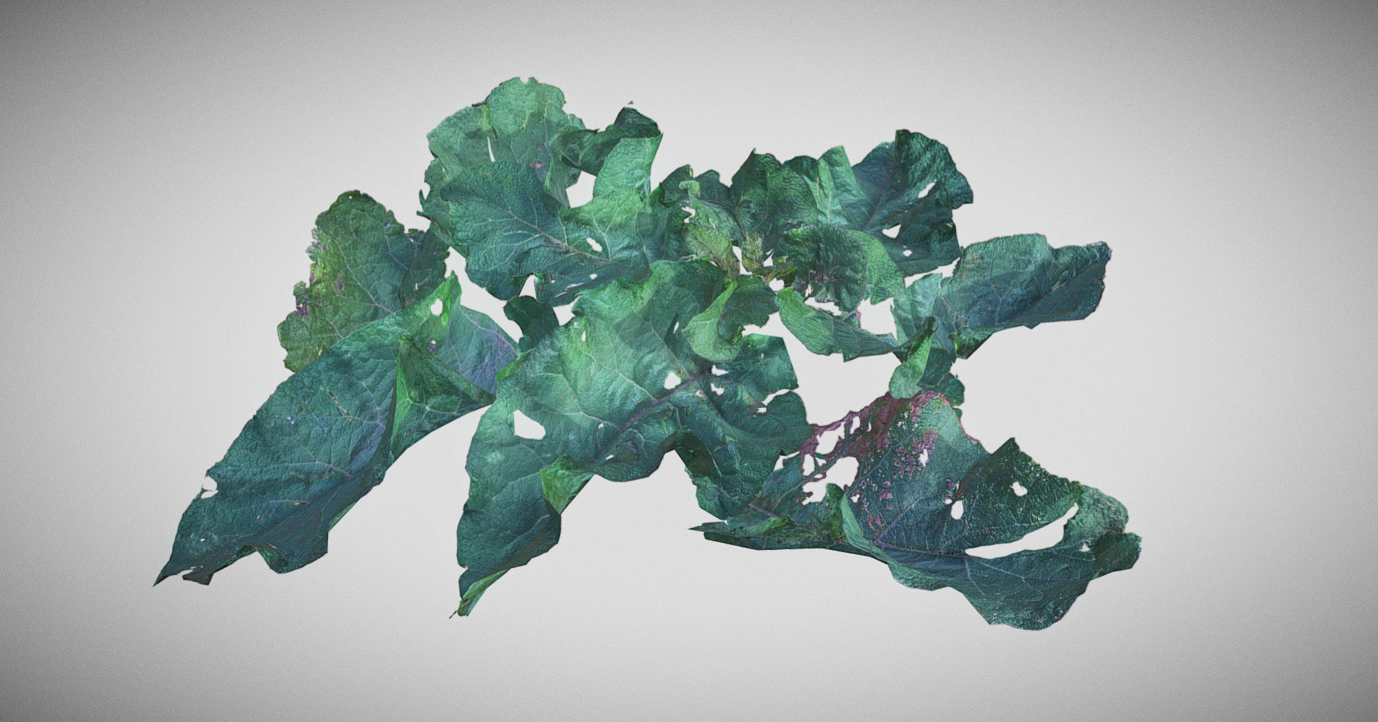 Burdock big leaves Low-poly 3D model_16