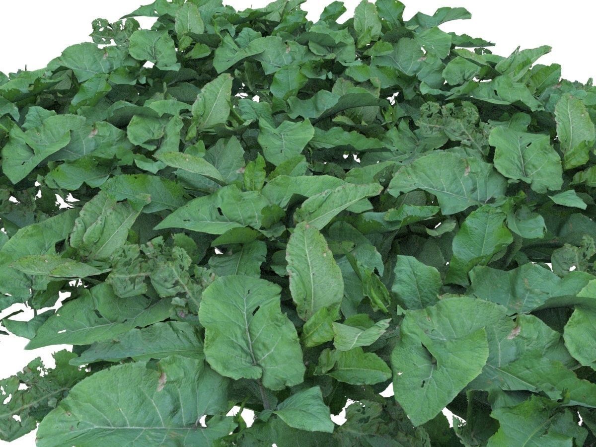 Burdock big leaves Low-poly 3D model_4