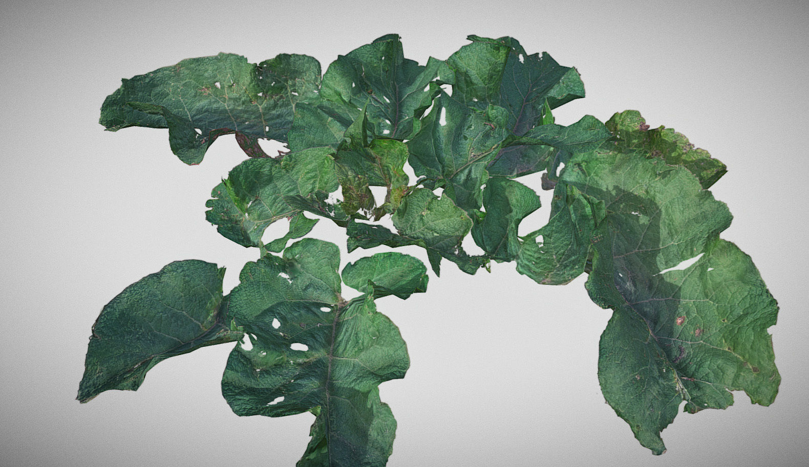 Burdock big leaves Low-poly 3D model_15