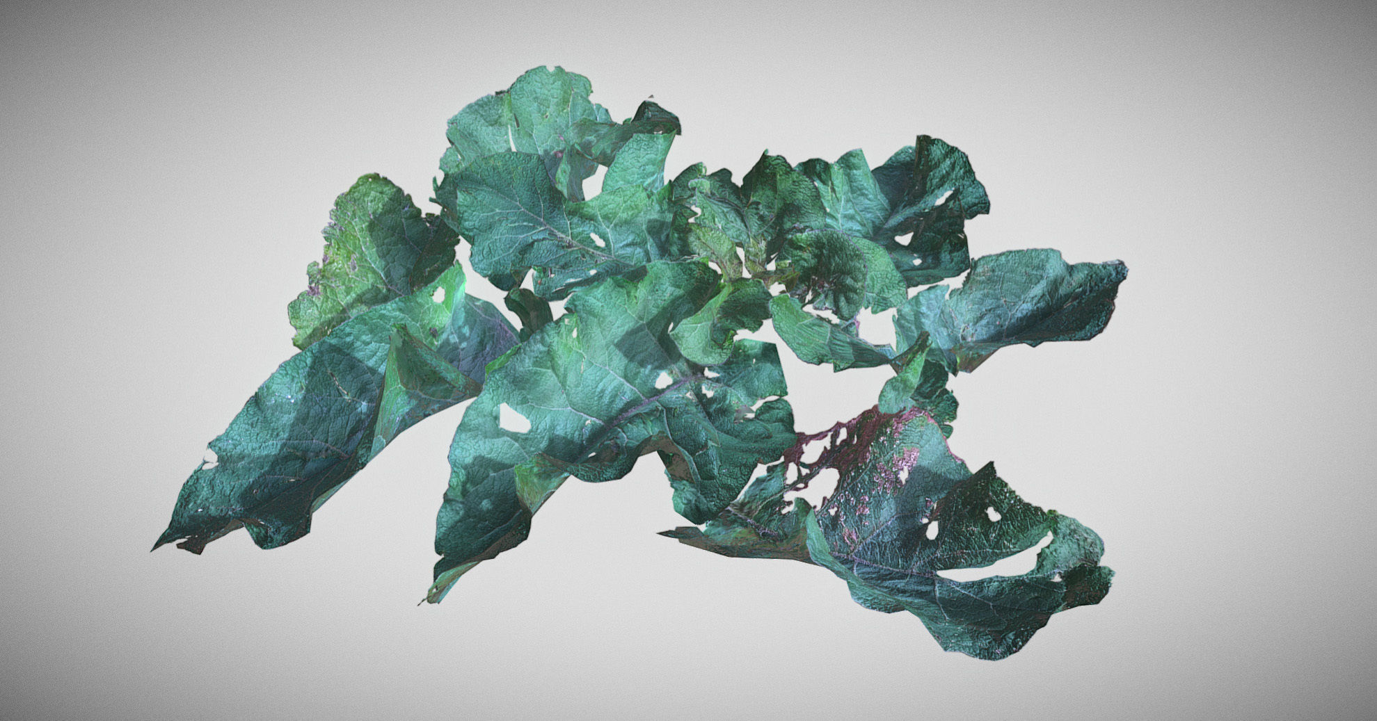 Burdock big leaves Low-poly 3D model_11