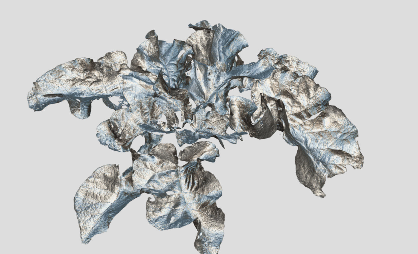 Burdock big leaves Low-poly 3D model_32