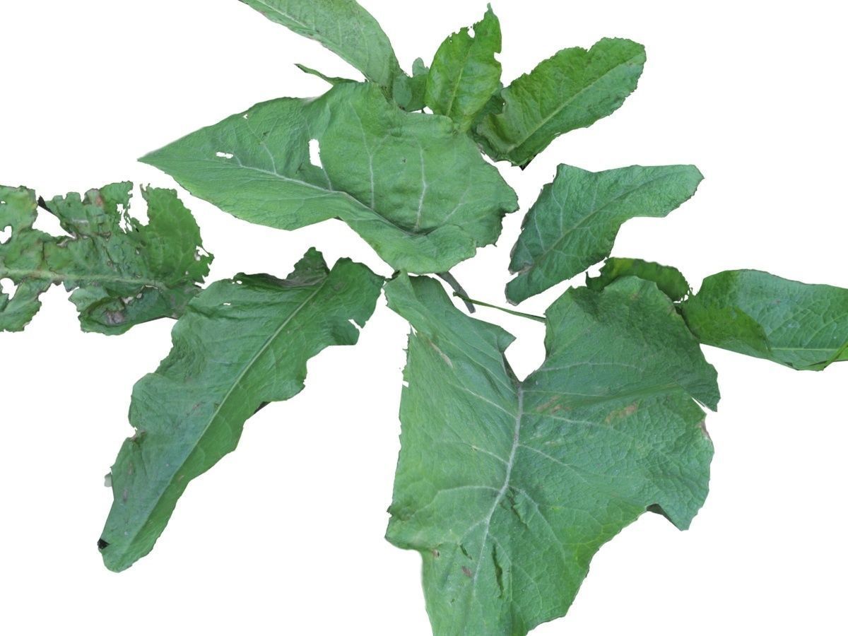 Burdock big leaves Low-poly 3D model_5
