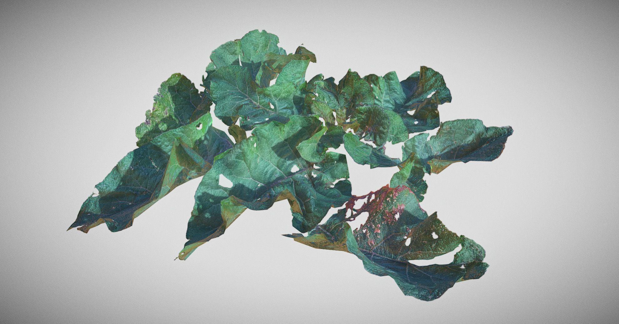 Burdock big leaves Low-poly 3D model_13