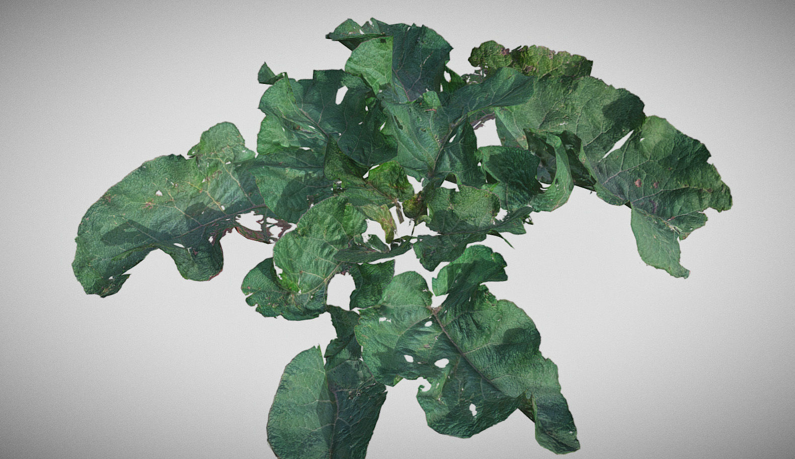Burdock big leaves Low-poly 3D model_10