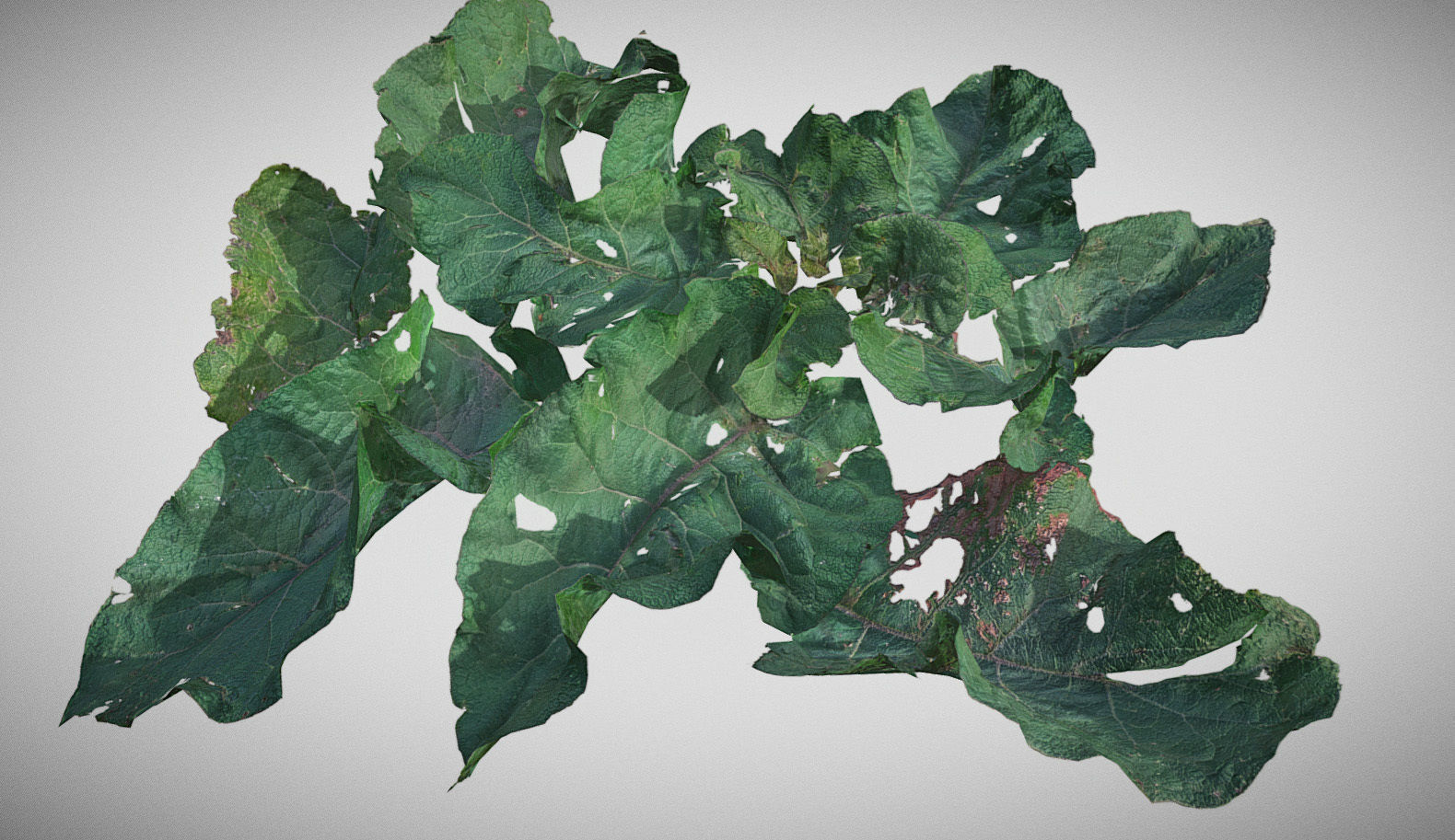 Burdock big leaves Low-poly 3D model_8