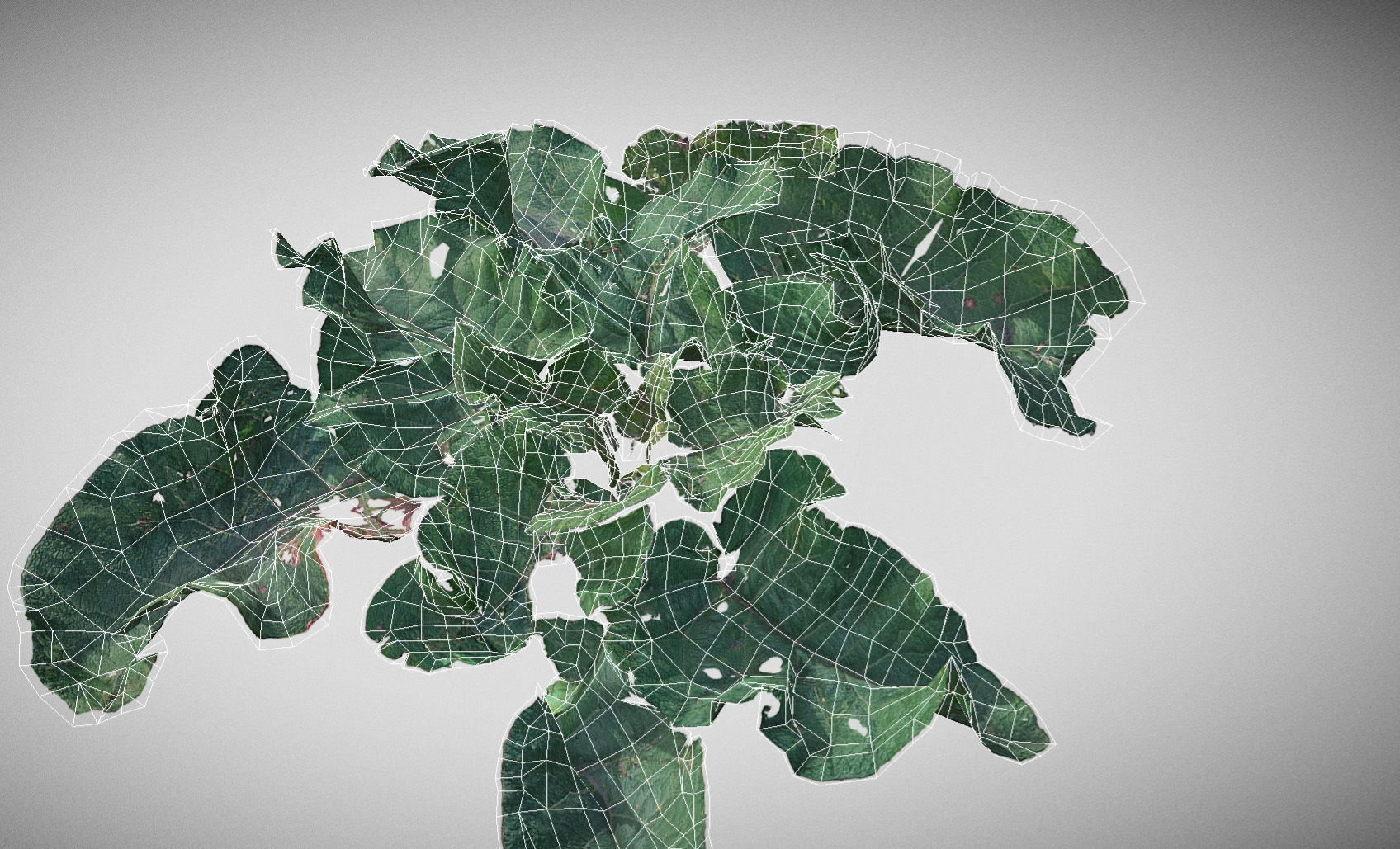 Burdock big leaves Low-poly 3D model_27