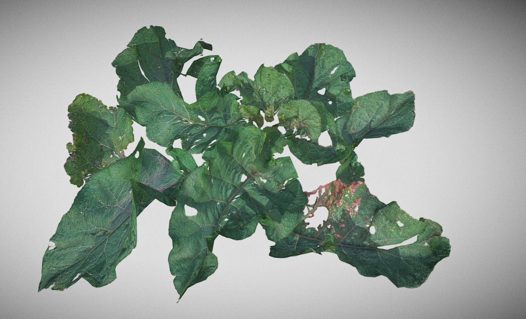 Burdock big leaves Low-poly 3D model_29