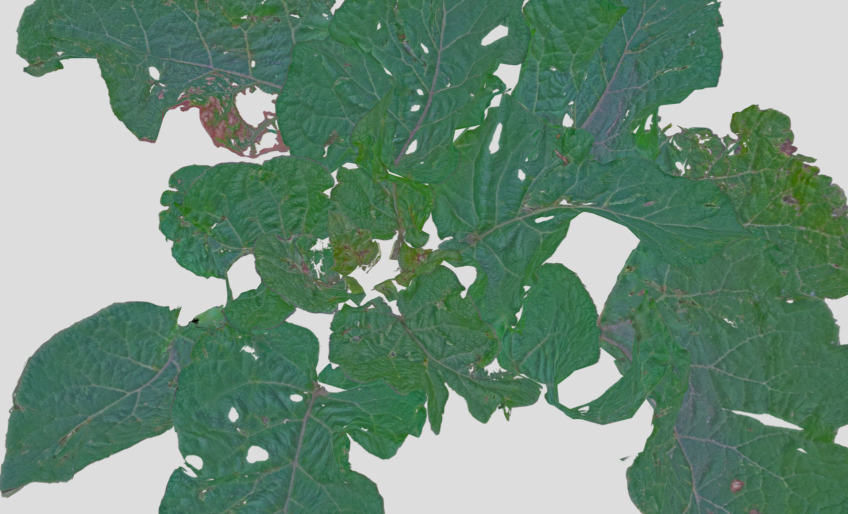 Burdock big leaves Low-poly 3D model_22