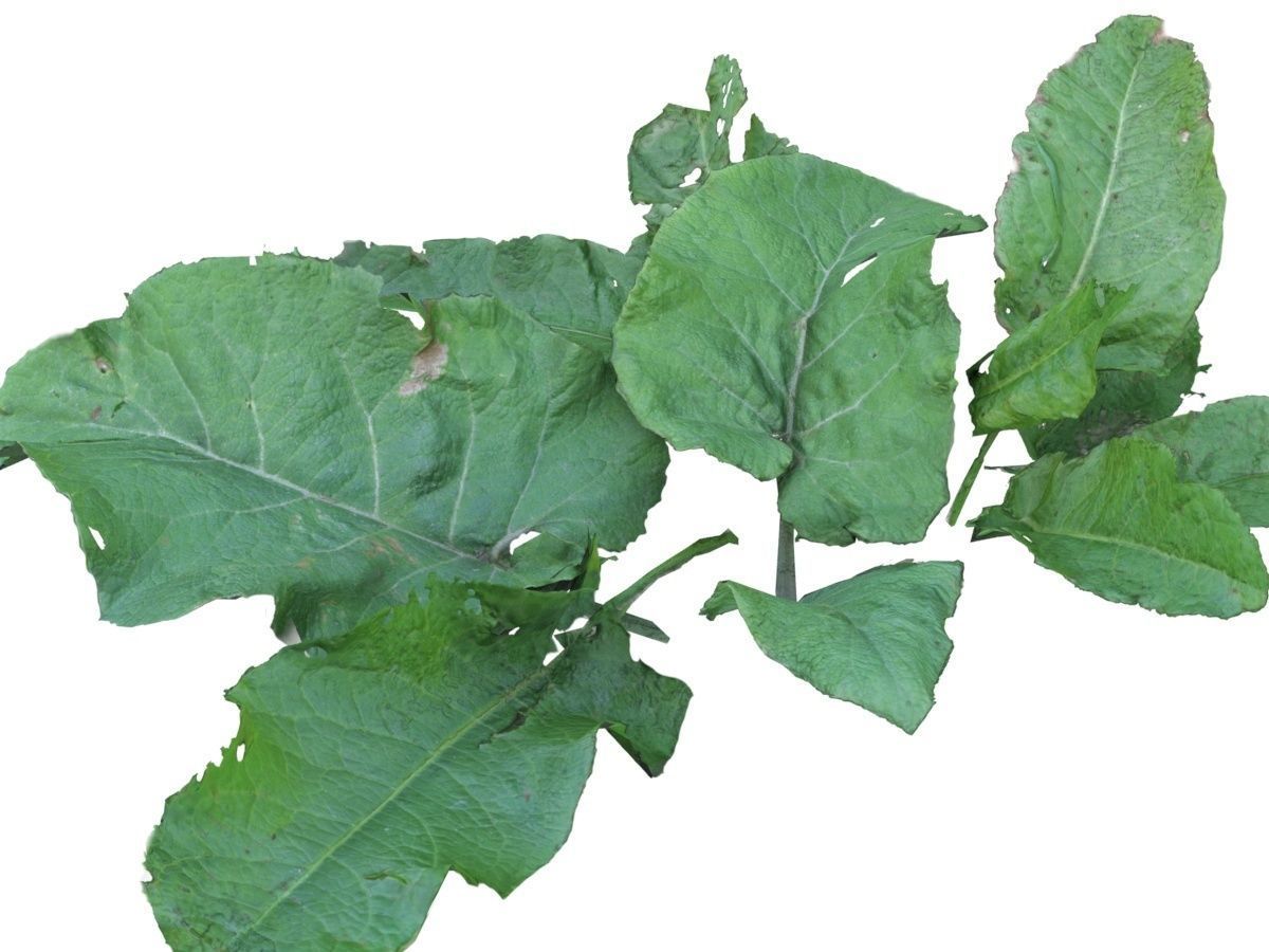 Burdock big leaves Low-poly 3D model_6
