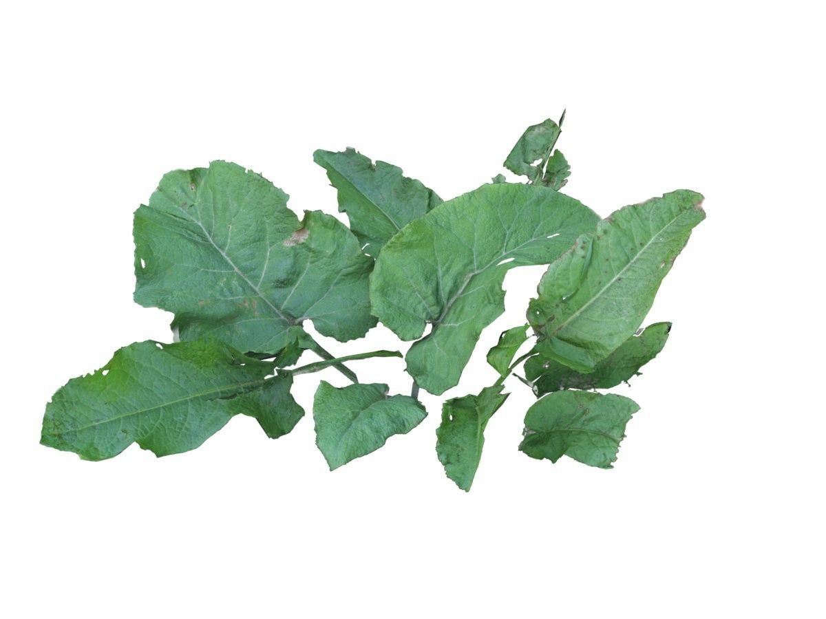 Burdock big leaves Low-poly 3D model_7
