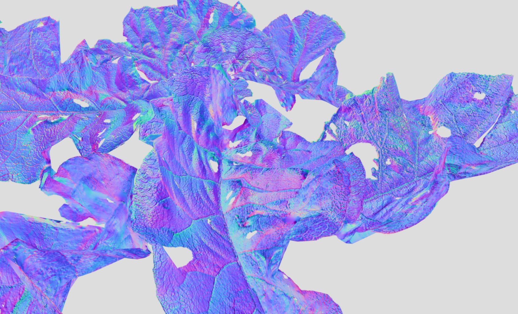 Burdock big leaves Low-poly 3D model_21