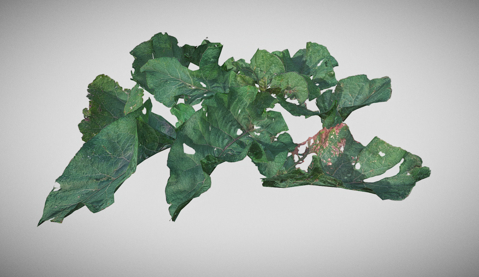 Burdock big leaves Low-poly 3D model_9