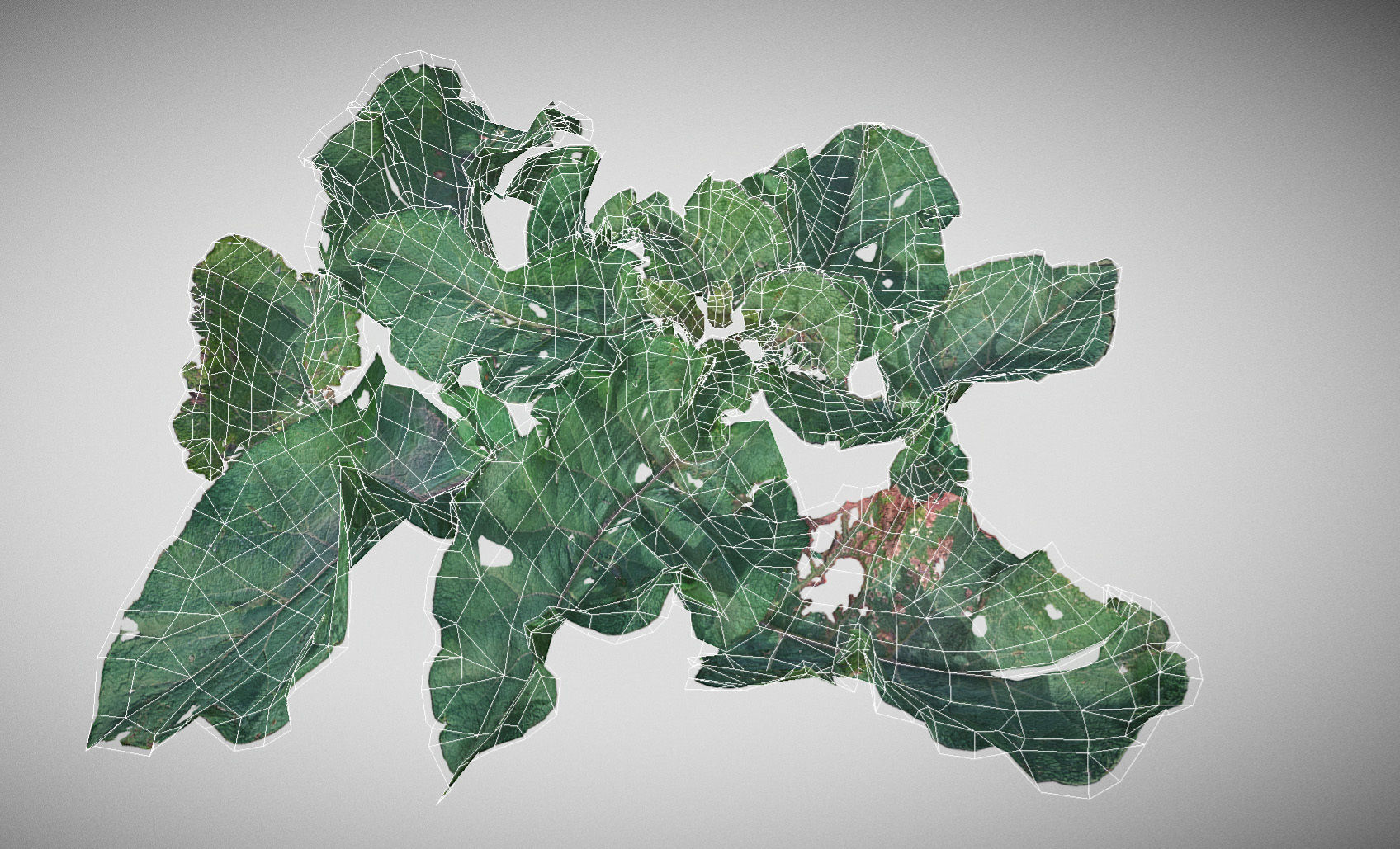 Burdock big leaves Low-poly 3D model_28