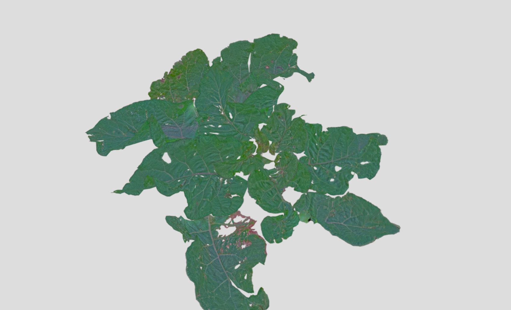 Burdock big leaves Low-poly 3D model_31