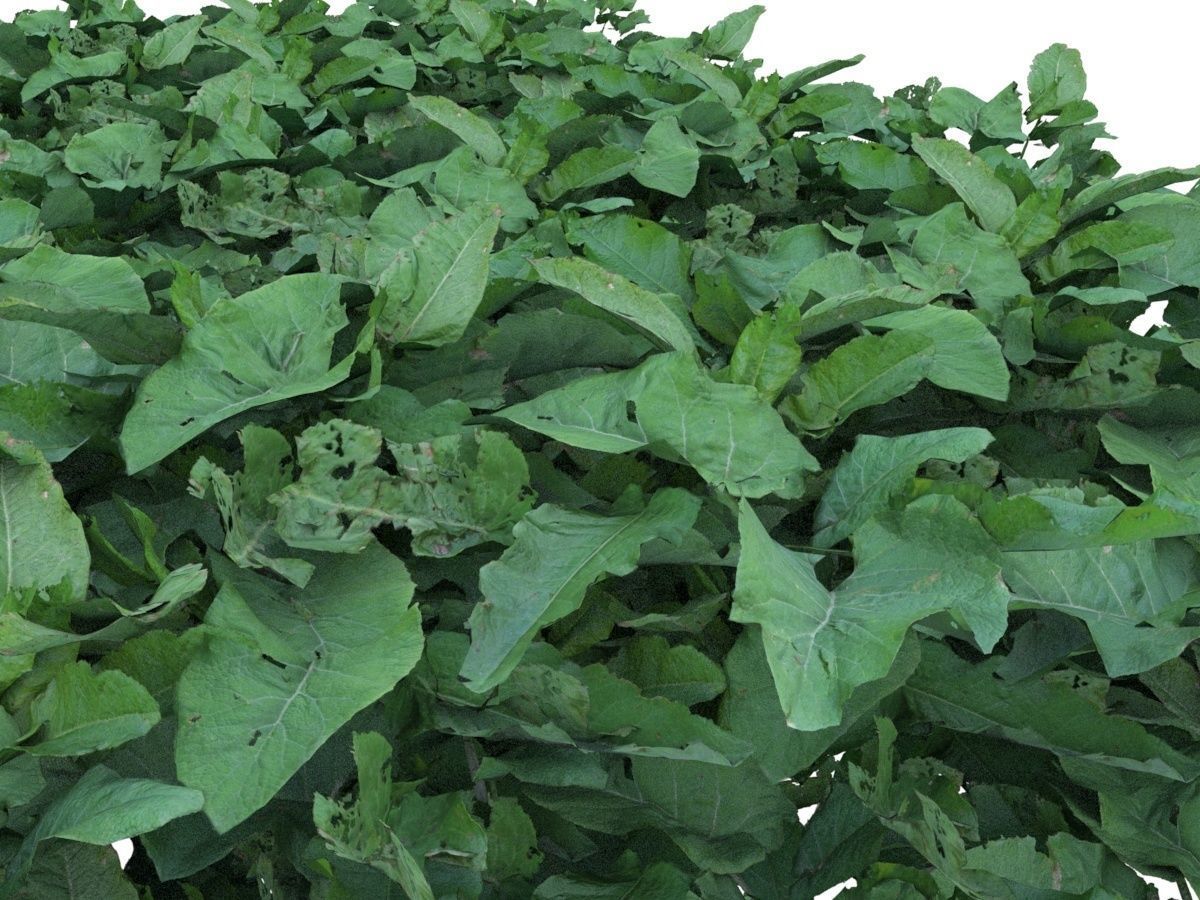 Burdock big leaves Low-poly 3D model_2
