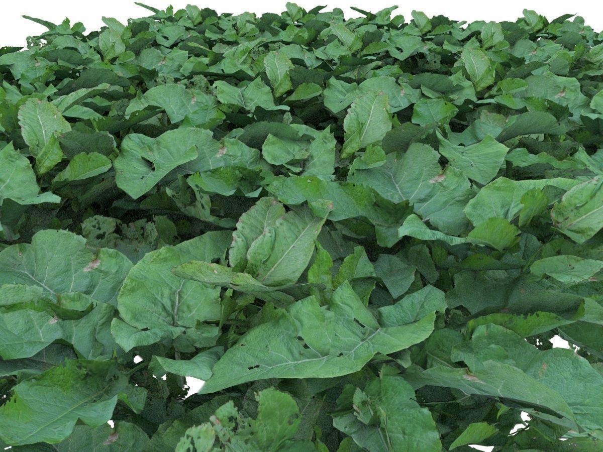 Burdock big leaves Low-poly 3D model_3