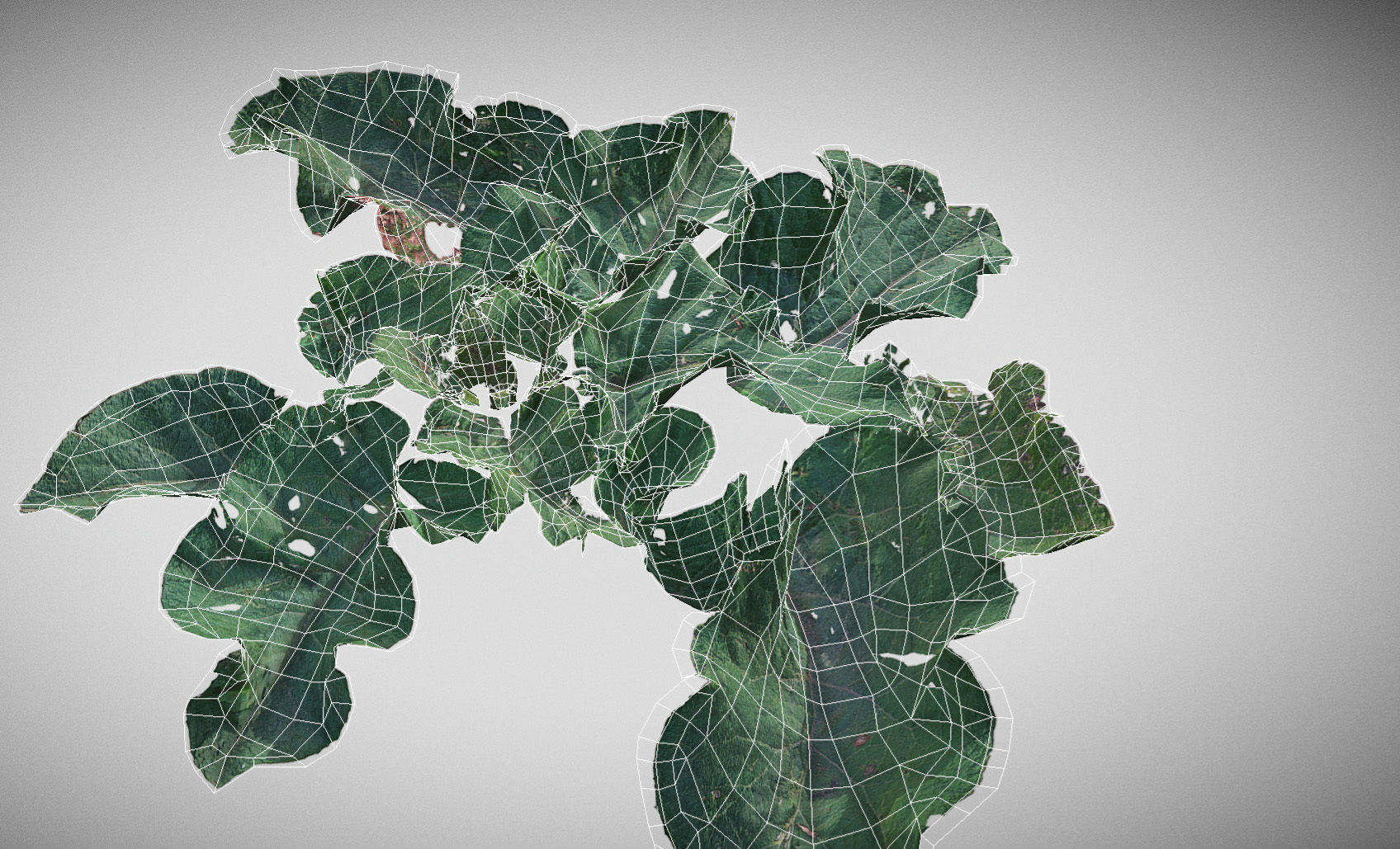 Burdock big leaves Low-poly 3D model_24