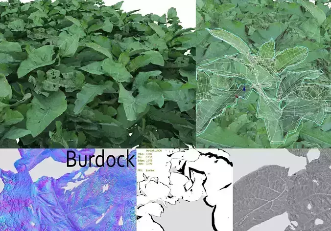 Burdock big leaves Low-poly 3D model