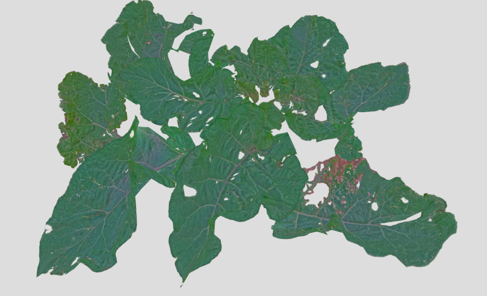 Burdock big leaves Low-poly 3D model_35