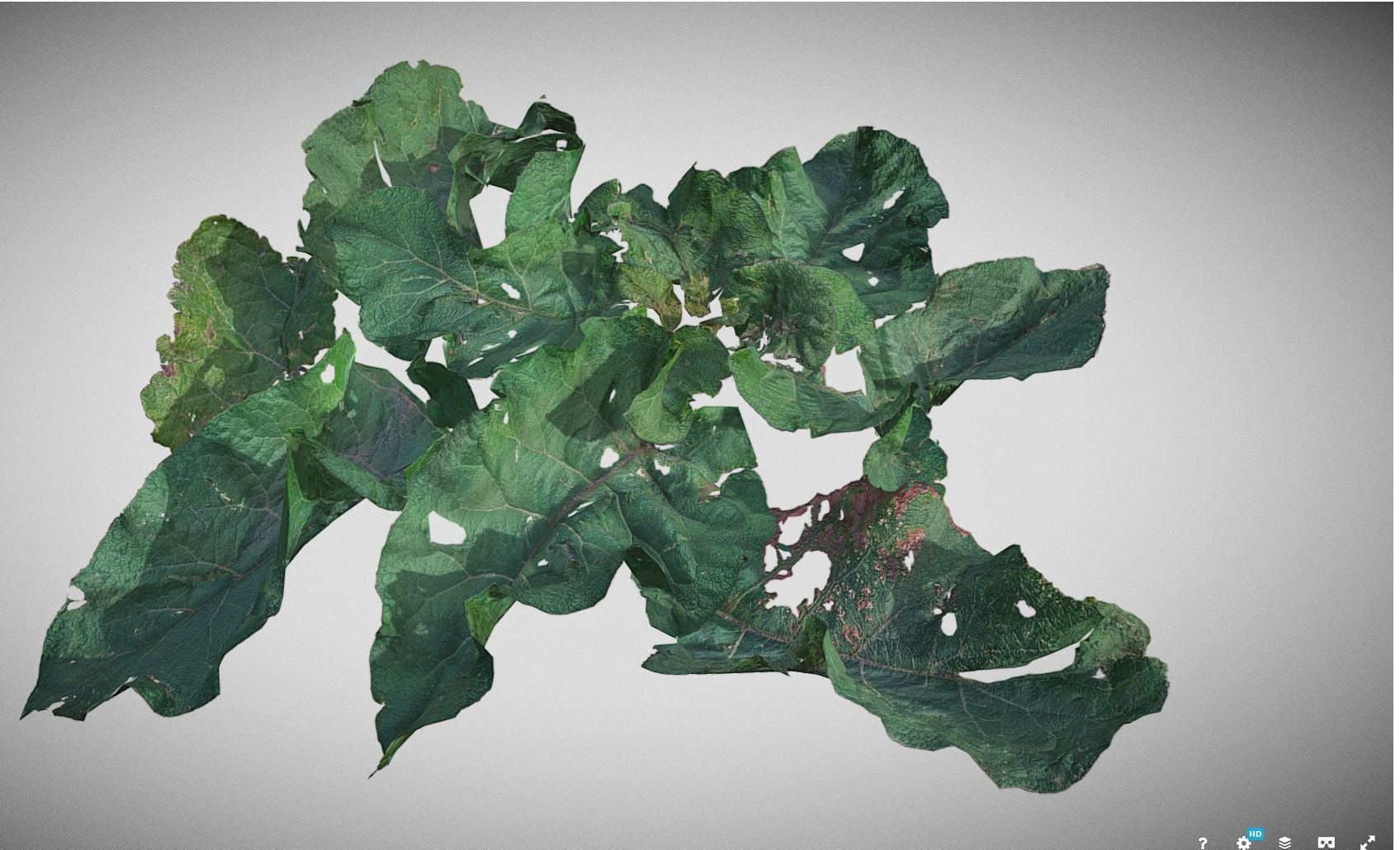 Burdock big leaves Low-poly 3D model_19